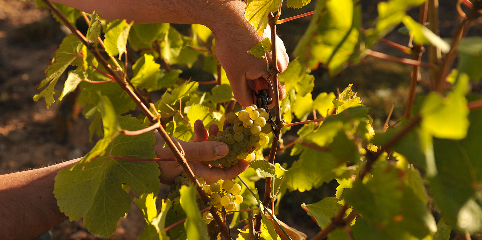 Le savoir-faire du Clos des Mailles : mains et grappes